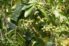 Duabanga grandiflora